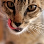 17603-a-cat-licking-his-mouth-pv - free stock photos
