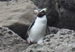 2014-08-26 tawaki Jackson Head - Reuben Lane c