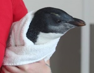 2014-12-11 Gary the tawaki at Wellington Zoo