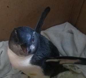 Gary Fiordland crested penguin
