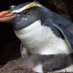2015-09-15_3 Tawaki and chick at Jackson Head (Tawaki Project - Thomas Mattern)
