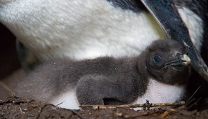 Tawaki chick at Jackson Head, Sept 2015 (Photo: Tawaki Project, Thomas Mattern)
