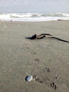 20171005 penguin tracks Hokitika