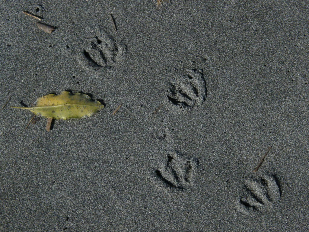 blue penguin footprints