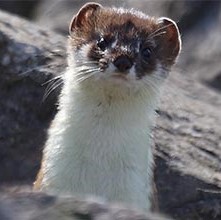 Stoat - Alan Saunders