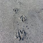 Blue penguin tracks