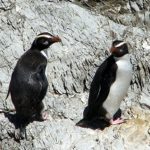 Fiordland crested penguins, Jan 2006, Open Bay Island Inger Perkins