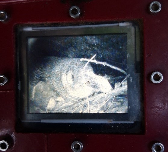 penguin seen on burrowscope