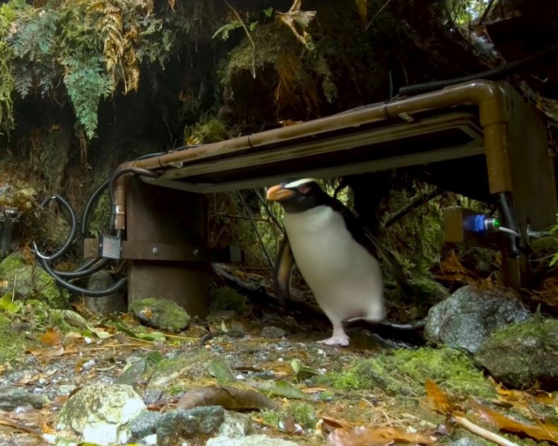 Tawaki passing through transponder gate Harrison Cove