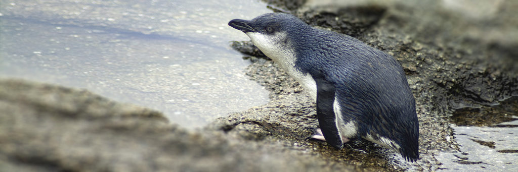 Blue penguin