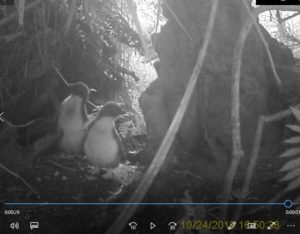 Pair of tawaki chicks - Gorge River October 2019