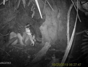 Pair of tawaki chicks - Gorge River October 2019