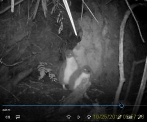 Pair of tawaki chicks - Gorge River October 2019