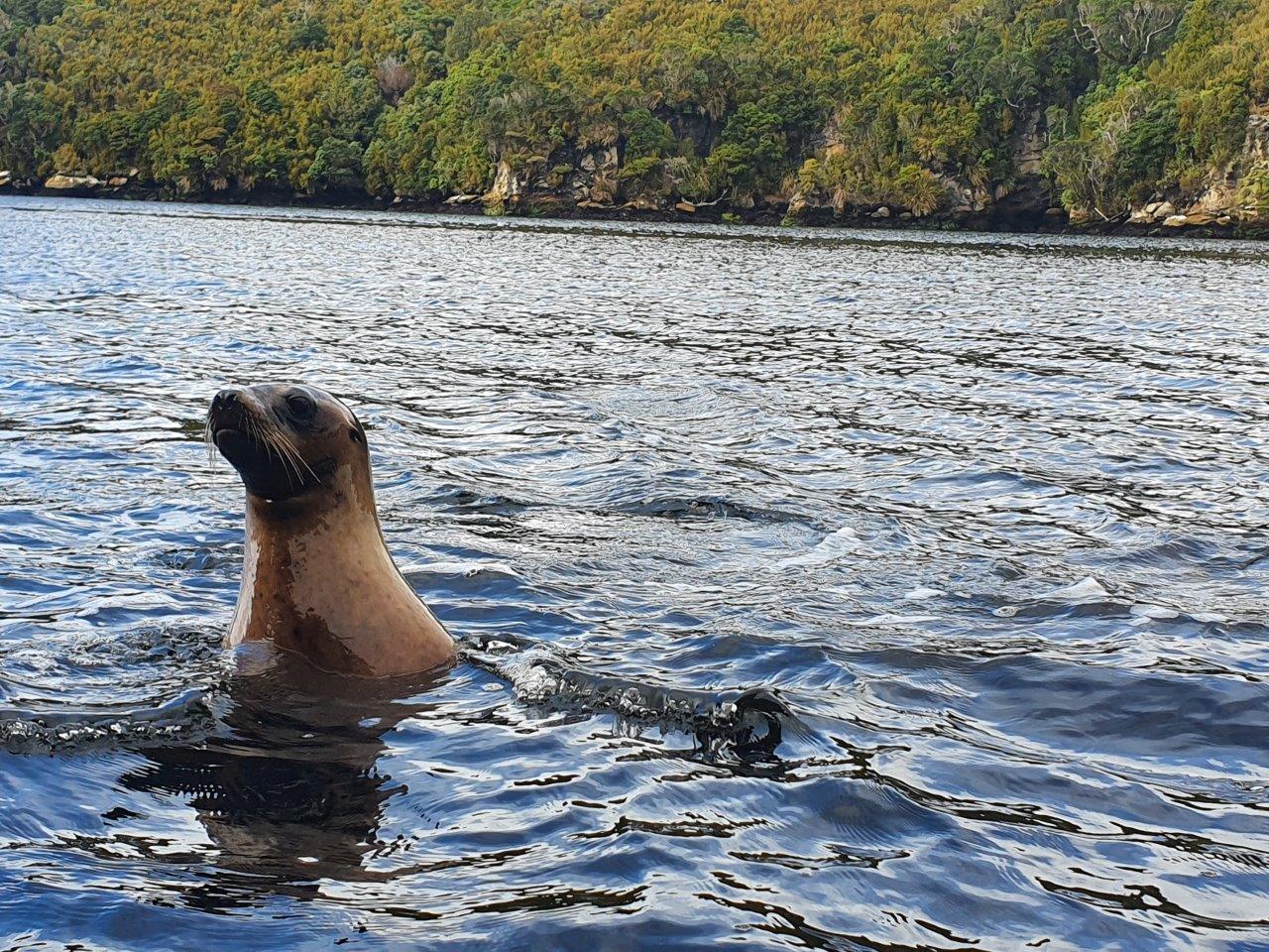Seal checking out the kayak