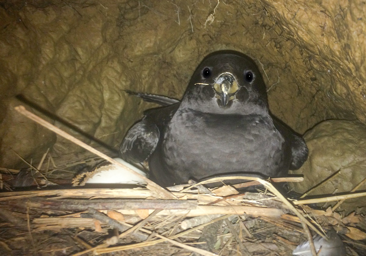 Westland petrel with egg on nest