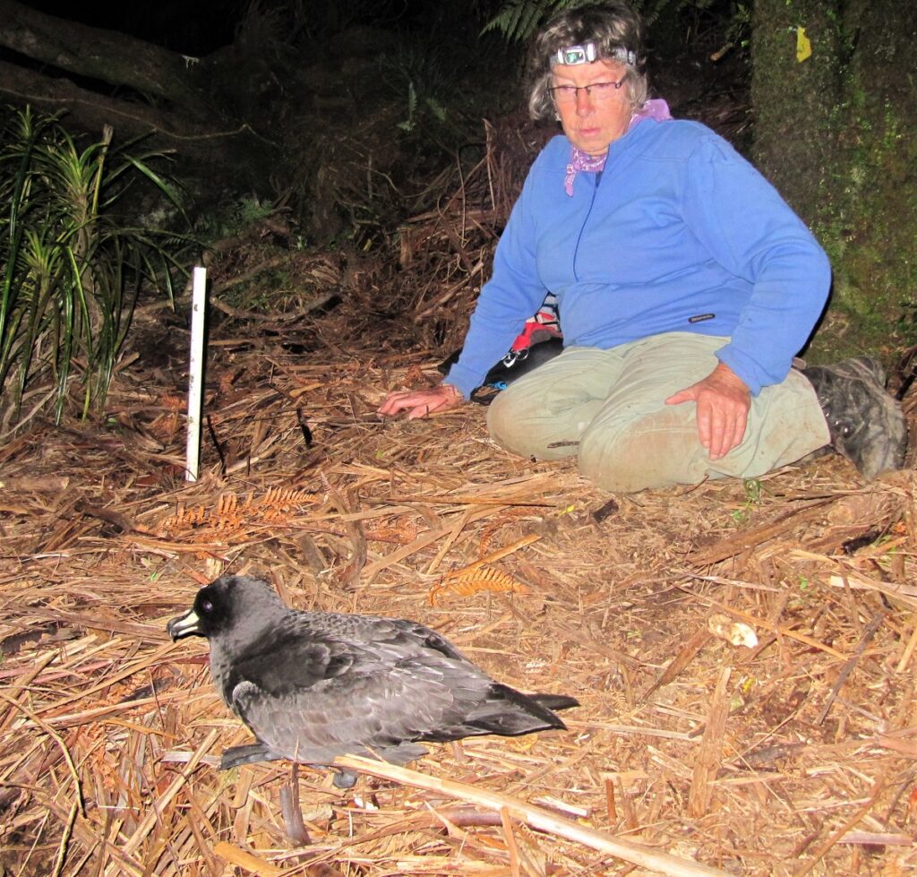 Westland petrel field work