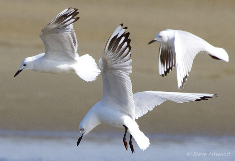 Black-billed gull