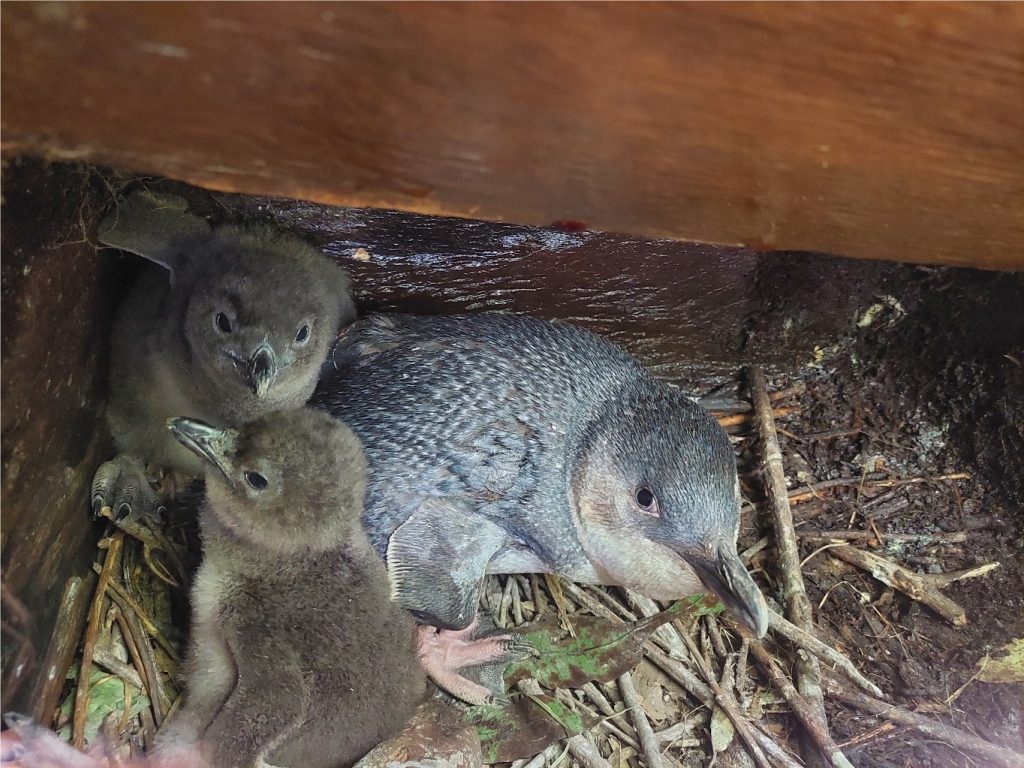 Adult little penguin with chicks - part of foraging study