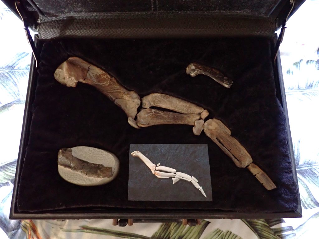 penguin fossils