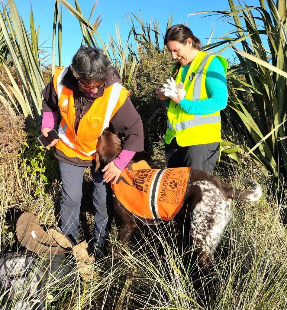penguin detection dog at work