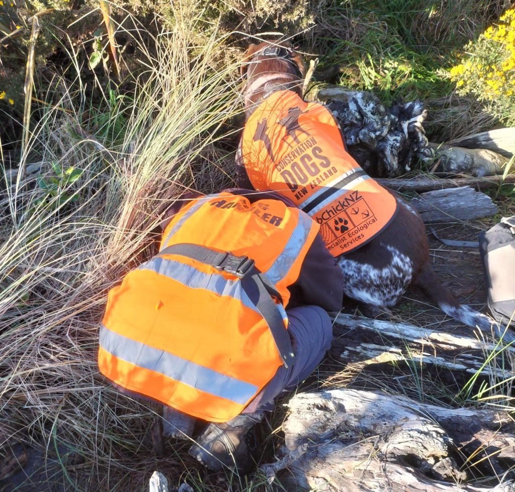 penguin conservation dog