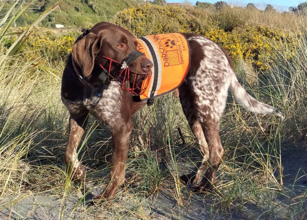 penguin conservation dog