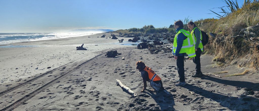 penguin detection dog survey