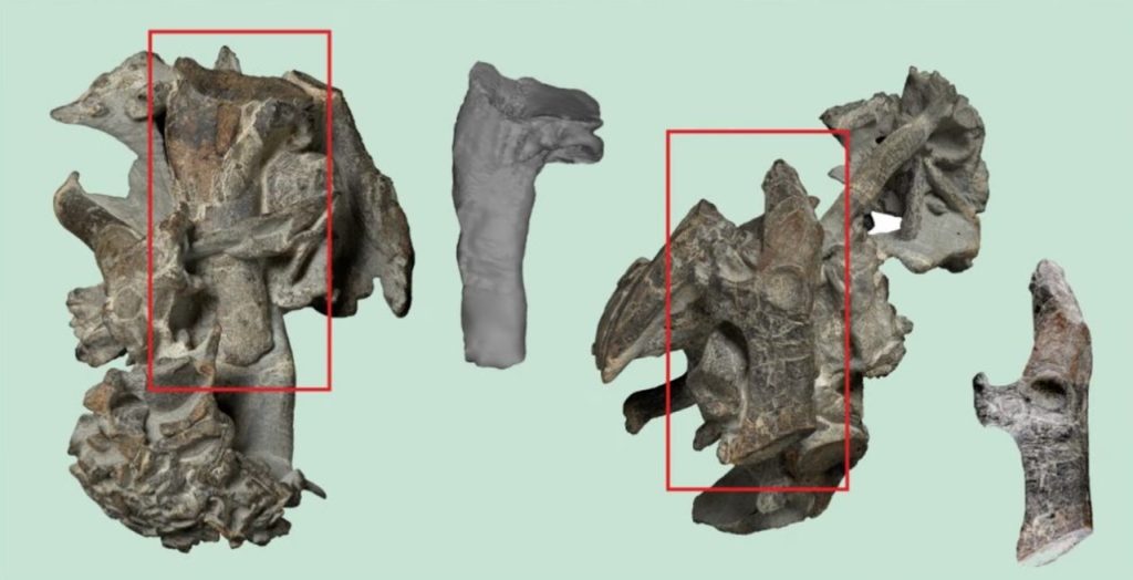 penguin fossil bones