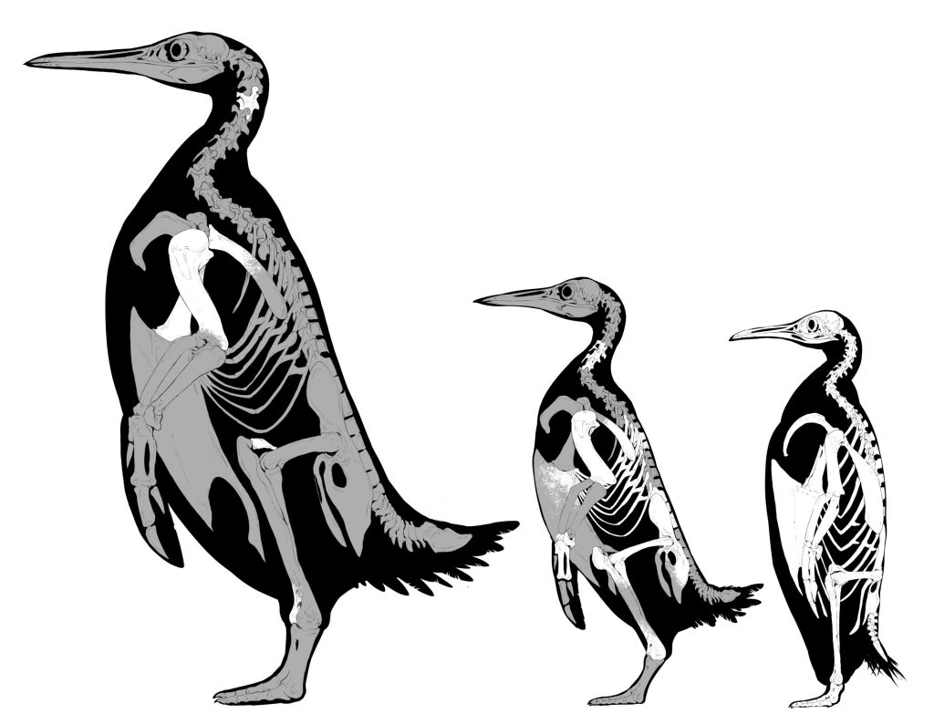 Fossil penguin v modern penguin