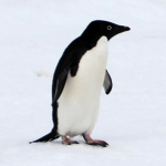 Adelie, Commonwealth Bay, Aus Geographic