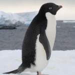 Adelie-Penguin-1 from topimages.org