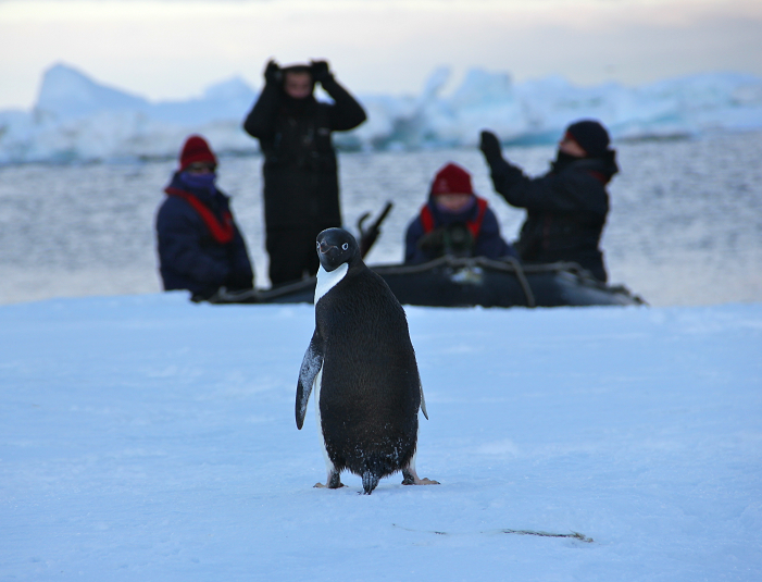 Adelie penguin on ice floe, Helen Armstrong March 2017 r c