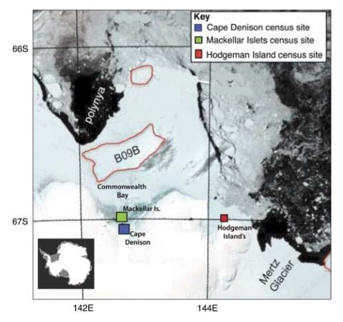 MODIS image of fast ice extent in the Commonwealth Bay and Mertz Polynya region on 15 December 2013 (credit: Dr Jan Liester, AAD). Locations of the Cape Denison, Mackellar and Hodgeman islands Adélie penguin census sites. Inset: Location of Commonwealth Bay region, East Antarctica.