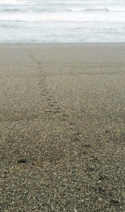 Penguin tracks show up well in sand or gravel, as here at Barrytown