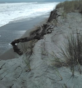 Rapid erosion near the Hokitika rugby ground proves challenging for blue penguins - 30 October 2015