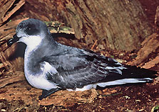 Chatham_Petrel2 by Don Merton