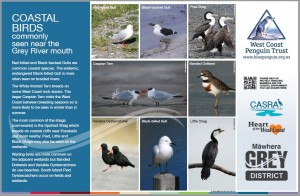 coastal-birds-panel-image