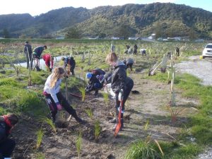 John Paul II High School, Cobden Lagoon 2016 planting day