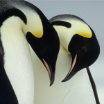 Craig Potton emperor penguins