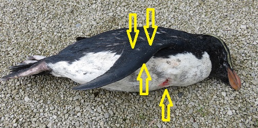 Dog grab and puncture wounds, Fiordland crested penguin, Southside, 3 July 2016