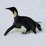 Emperor penguin sliding - Helen Armstrong March 2017
