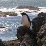 Fiordland Crested Penguin, Jan 2006, Taumaka Island (Inger Perkins) 30pc