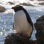 Fiordland Crested Penguin, Jan 2006, Taumaka Island (Inger Perkins) 30pc