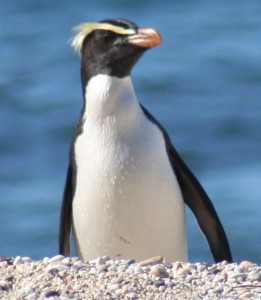 Fiordland Crested penguin KJW_ small