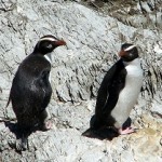 Fiordland crested penguins, Jan 2006, Open Bay Island Inger (low res)
