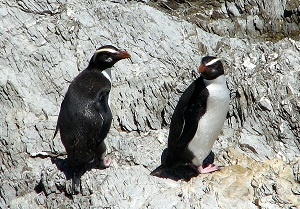 Fiordland crested penguins, Jan 2006, Open Bay Island Inger (low res)