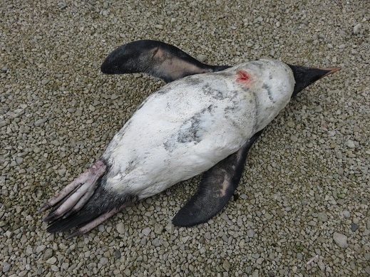 Fiordland penguin killed by a dog at Southside, Hokitika, 3 July 2016 