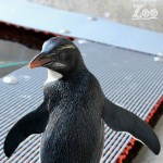 Gari as a juvenile penguin c