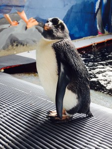 Gari enjoying life at The Nest