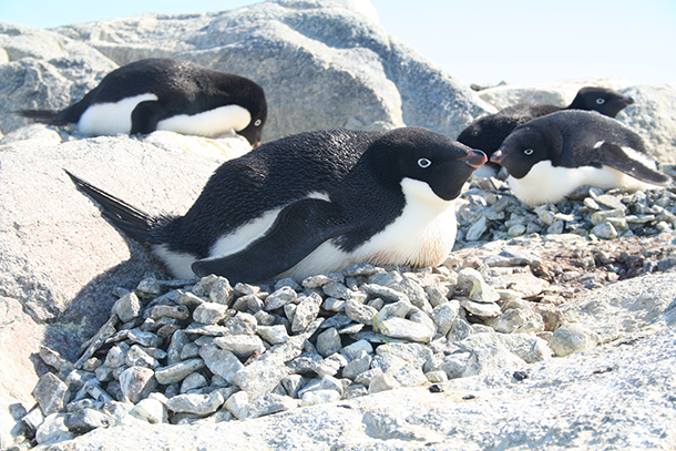 Adelie penguins nesting at Cape Denison.  Photo: Kerry-Jayne Wilson